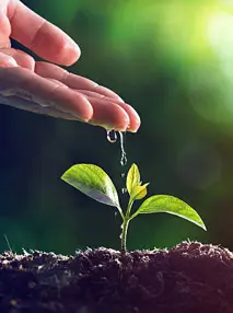 Small seedling being watered.